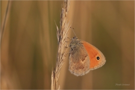 <p>OKÁČ POHÁŇKOVÝ (Coenonympha pamphilus) ---- /Small heath - Kleines Wiesenvögelchen/</p>